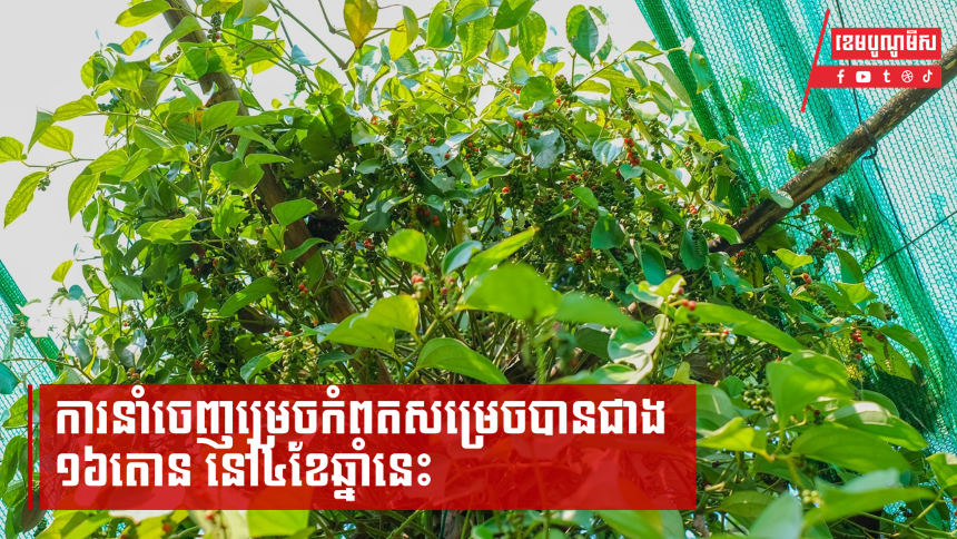 ការនាំចេញម្រេចកំពតសម្រេចបានជាង ១៦តោន នៅ៤ខែឆ្នាំនេះ និងរំពឹងកំណើនខ្ពស់ ក្រោយទីផ្សារចិនបើកចំហរ