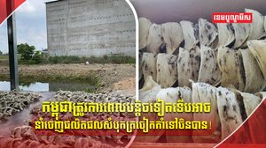 ផលិតផលសំបុកត្រចៀកកាំ