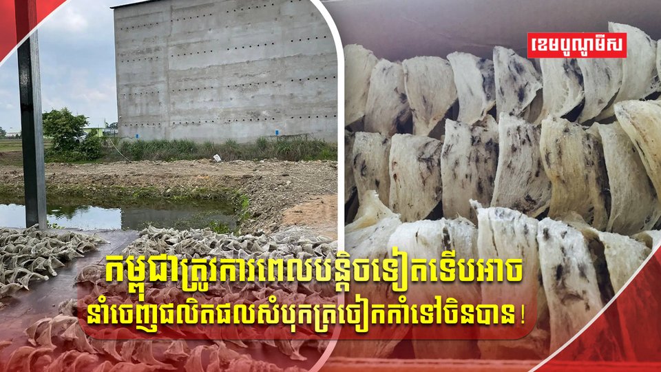 ផលិតផលសំបុកត្រចៀកកាំ