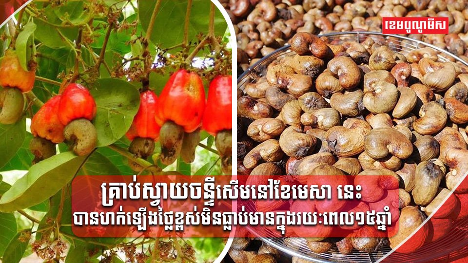 គ្រាប់ស្វាយចន្ទី