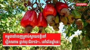 កម្ពុជានាំចេញគ្រាប់ស្វាយចន្ទីទៅវៀតណាម ធ្លាក់ចុះជិត១៦% នៅ៨ខែឆ្នាំនេះ
