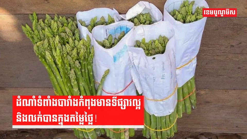 ដំណាំទំពាំងបារាំងកំពុងមានទីផ្សារល្អ និងលក់បានក្នុងតម្លៃថ្លៃ!