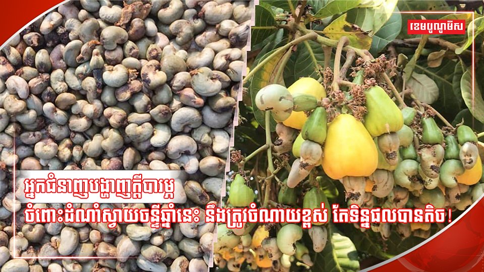 ដំណាំស្វាយចន្ទី