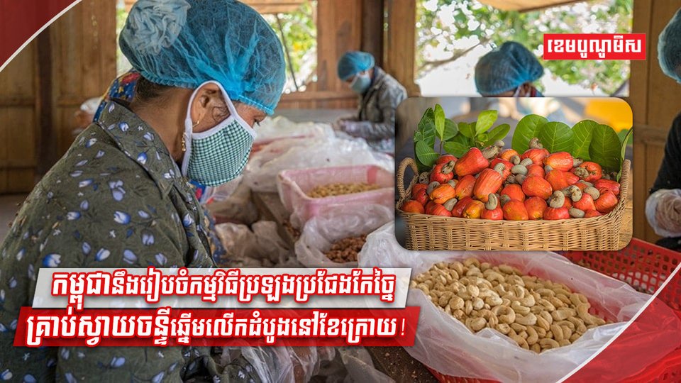 វិដំណាំស្វាយចន្ទី