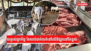វិស័យចិញ្ចឹមសត្វ