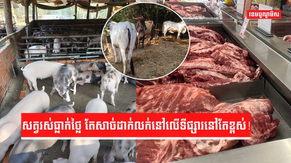 វិស័យចិញ្ចឹមសត្វ