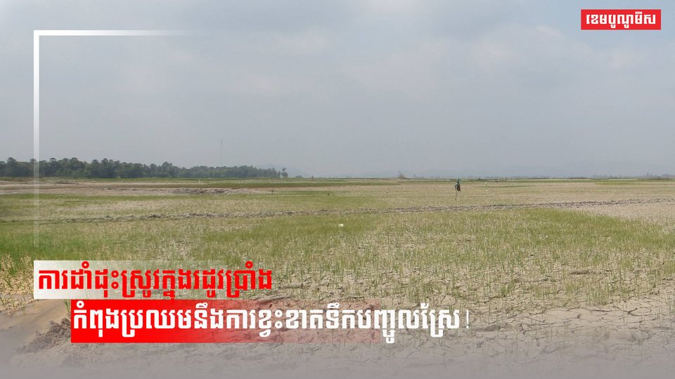 វិស័យកសិកម្ម