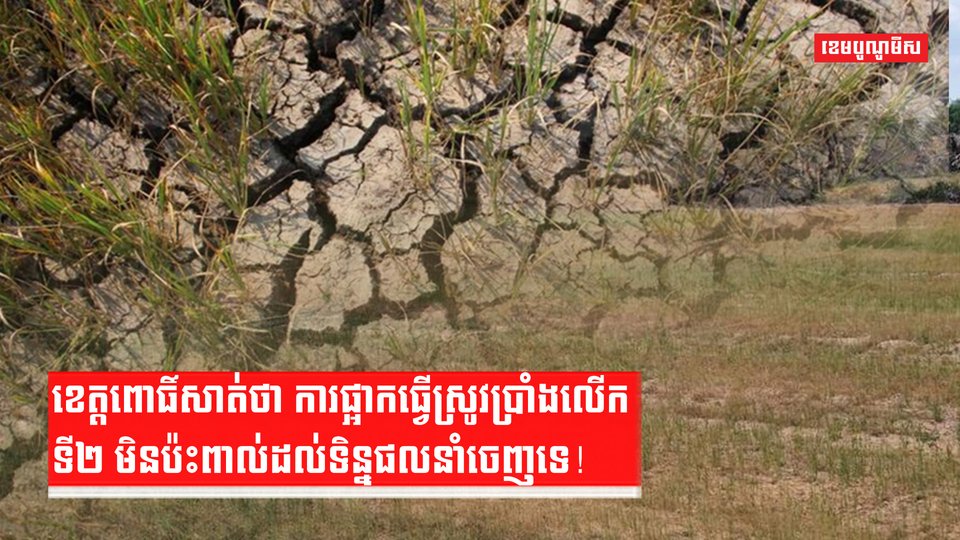 ដំណាំស្រូវ