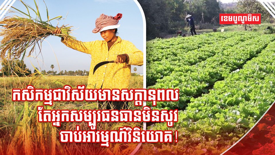 វិស័យកសិកម្ម