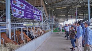 កសិដ្ឋានចិញ្ចឹមគោពូជពីបរទេសធំមួយ សហការជាមួយក្រសួងកសិកម្ម បង្កាត់គោពូជល្អៗជូនពលរដ្ឋដោយឥតគិតថ្លៃ