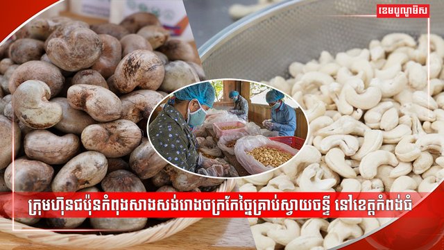 ដំណាំស្វាយចន្ទី