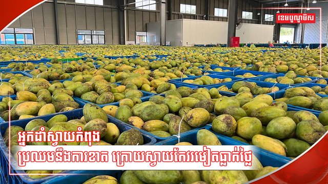 ដំណាំស្វាយ
