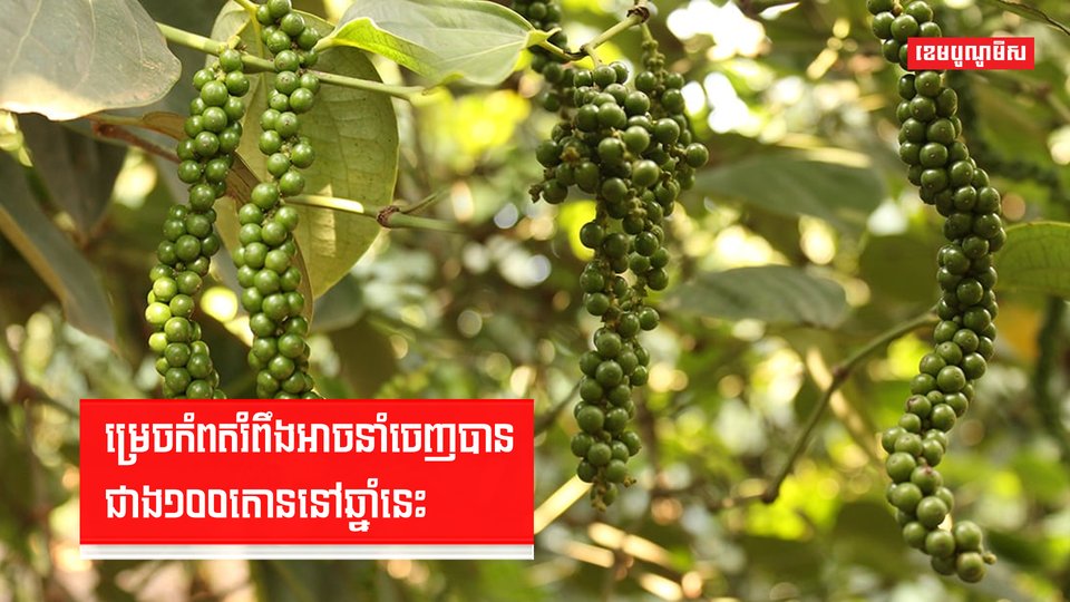 កម្ពុជានាំចេញម្រេចកំពតបានចំនួន ៦២តោន ទៅទីផ្សារអន្តរជាតិនៅខែឆ្នាំនេះ