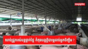 ទីផ្សារជ្រូករស់