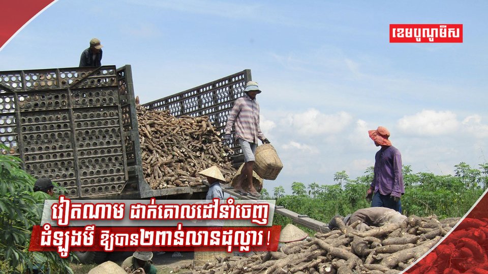 នាំចេញដំឡូងមី