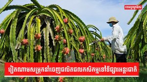 វិស័យកសិកម្ម