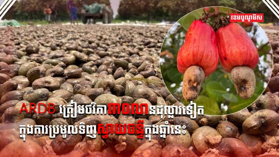 ស្វាយចន្ទី