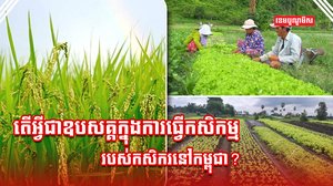 វិស័យកសិកម្ម