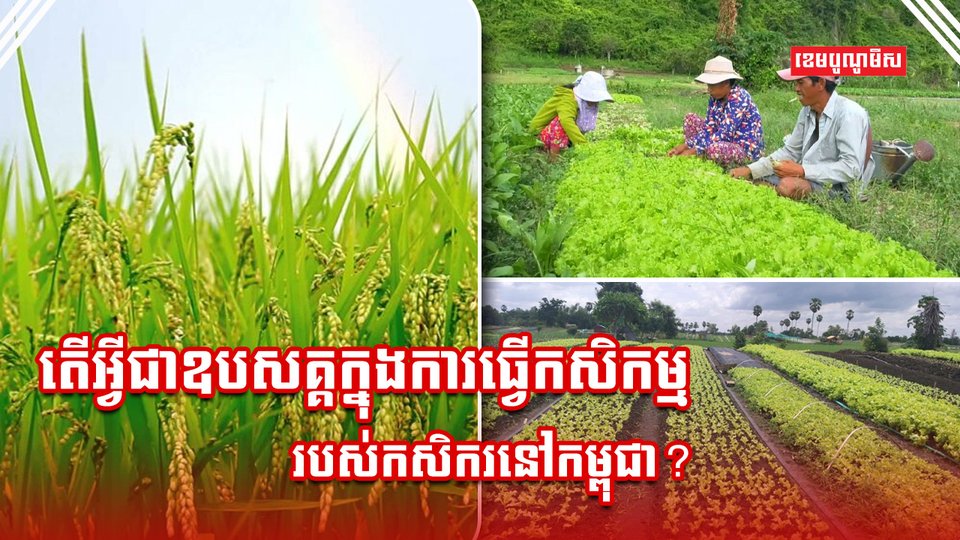 វិស័យកសិកម្ម