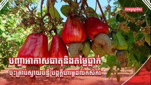 ដំណាំស្វាយចន្ទី