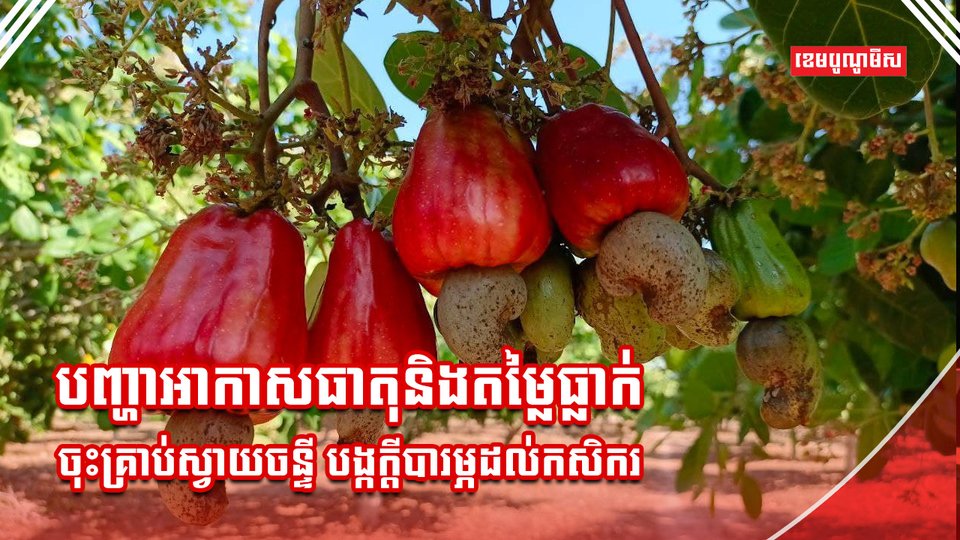 ដំណាំស្វាយចន្ទី