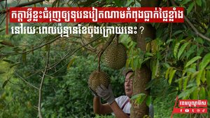 កត្តាអ្វីខ្លះជំរុញឲ្យទុរេនវៀតណាមកំពុងធ្លាក់ថ្លៃខ្លាំងនៅរយៈពេលប៉ុន្មានខែចុងក្រោយនេះ?