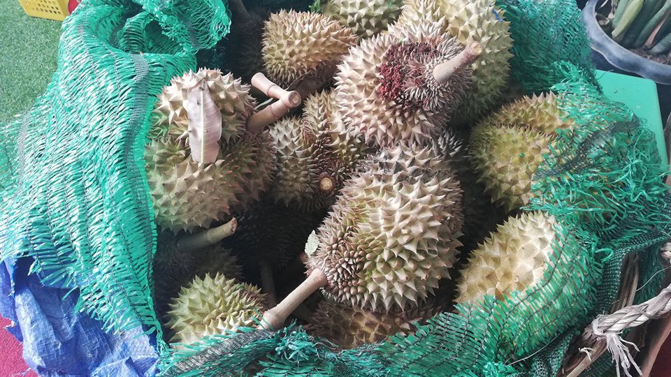 ធុរេន​កំពត ដែលបេះមកពីដើម​ សម្រាប់ដាក់លក់