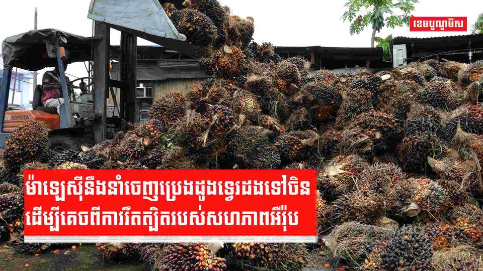 ម៉ាឡេស៊ីនឹងបង្កើនការនាំចេញប្រេងដូងទ្វេរដងទៅចិន