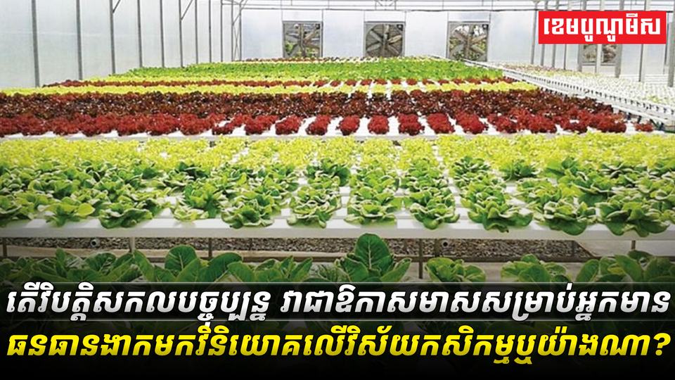 វិស័យកសិកម្ម