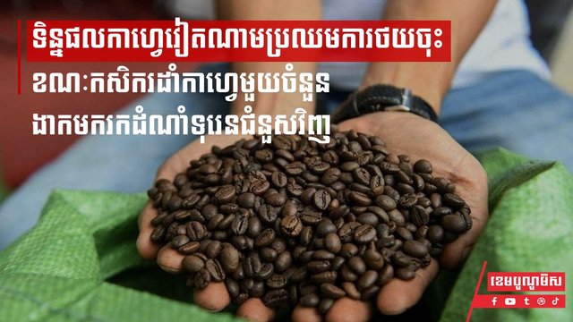 កសិករដាំកាហ្វេ ងាកមករកដំណាំទុរេនជំនួសវិញ