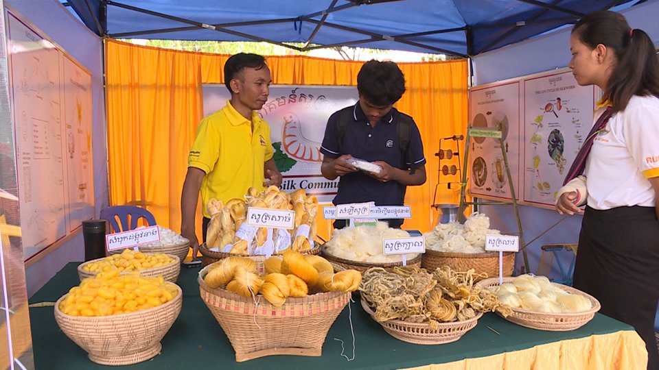 សរសៃសូត្រ​ដែលបាន​ផលិតចេញ ដាក់តាំងបង្ហាញ