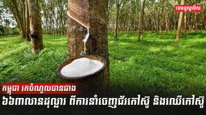 ជ័រកៅស៊ូ