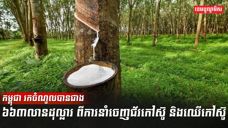 ជ័រកៅស៊ូ