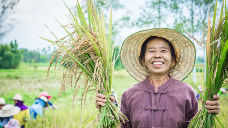 ថៃ នឹងបញ្ចេញថវិកាជាង ៦៨០ លានដុល្លារ ធានាថ្លៃស្រូវជូនកសិករ (រូបភាព៖ https://image.freepik.com)