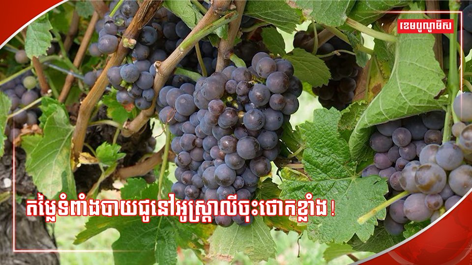 ចម្ការទំពាំងបាយជូ