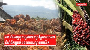 ដូងប្រេង