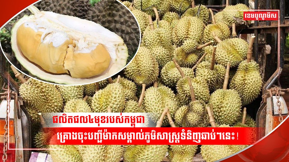 វិស័យកសិកម្ម