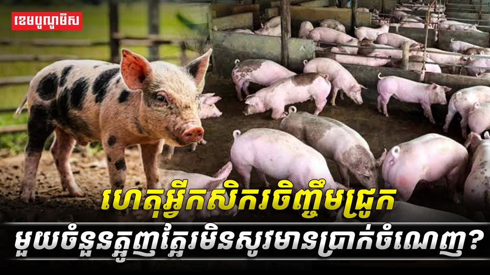 អ្នកចិញ្ចឹមជ្រូក