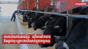 ការលក់សាច់គោជប៉ុននៅអាមេរិកអាចនឹងធ្លាក់ចុះព្រោះការកំណត់កូតាពន្ធគយ