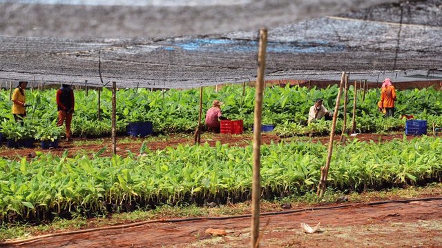 តើអ្វីខ្លះជាឱកាស និងបញ្ហាប្រឈមរបស់វិស័យកសិកម្មកម្ពុជា នារយៈពេល៥ឆ្នាំចុងក្រោយនេះ?