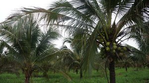 ក្រុមហ៊ុនចិនធំមួយចាប់អារម្មណ៍វិនិយោគដំណាំដូងនៅកម្ពុជា និងកែច្នៃទឹកដូង ដើម្បីនាំចេញទៅចិន (រូបភាព៖ http://global-inst.squarespace.com)