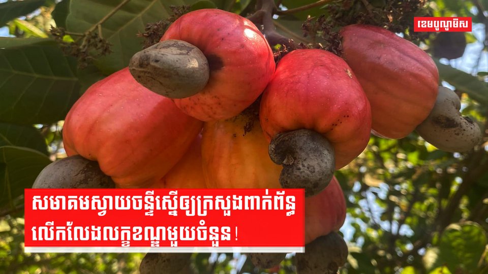 ដំណាំស្វាយចន្ទី