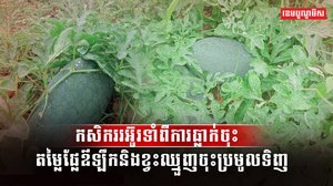 វិស័យកសិកម្ម