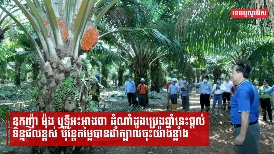 ឧកញ៉ា ម៉ុង ឫទ្ធីអះអាងថា ដំណាំដូងប្រេងឆ្នាំនេះផ្តល់ទិន្នផលខ្ពស់ ប៉ុន្តែតម្លៃបានដាំក្បាលចុះយ៉ាងខ្លាំង