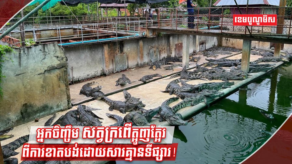 អ្នកចិញ្ចឹមក្រពើ