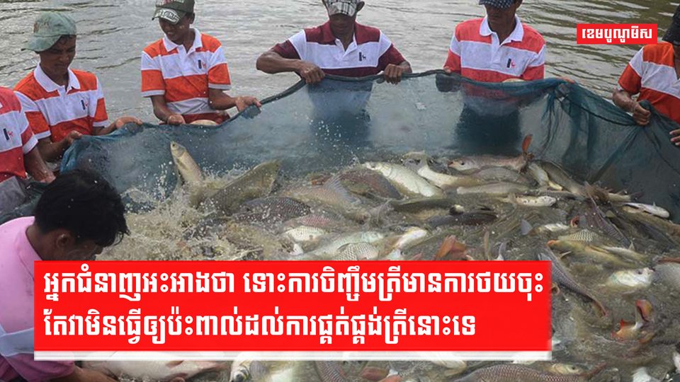 អ្នកជំនាញថា ប្រសិនតម្រូវកើនឡើងការចិញ្ចឹមត្រីក៏កើនឡើងដែរ