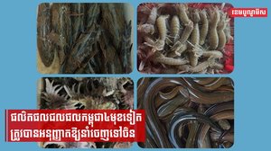 ផលិតផលជលផលកម្ពុជា៤មុខទៀត ត្រូវបានអនុញ្ញាតឱ្យនាំចេញទៅចិន