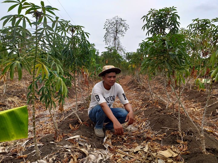 រដ្ឋមន្ត្រីក្រសួងកសិកម្ម៖ ដំឡូងមីឆ្នាំនេះ ហាក់មានទីផ្សារល្អជាងឆ្នាំមុន