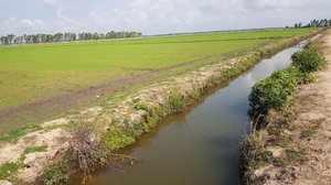 ខេត្តបាត់ដំបងចាប់ផ្តើមបង្កបង្កើនផលស្រូវបាន៣ម៉ឺនហិកតាហើយ លឿនជាងឆ្នាំមុន(រូបភាព ក្រសួងកសិកម្ម)
