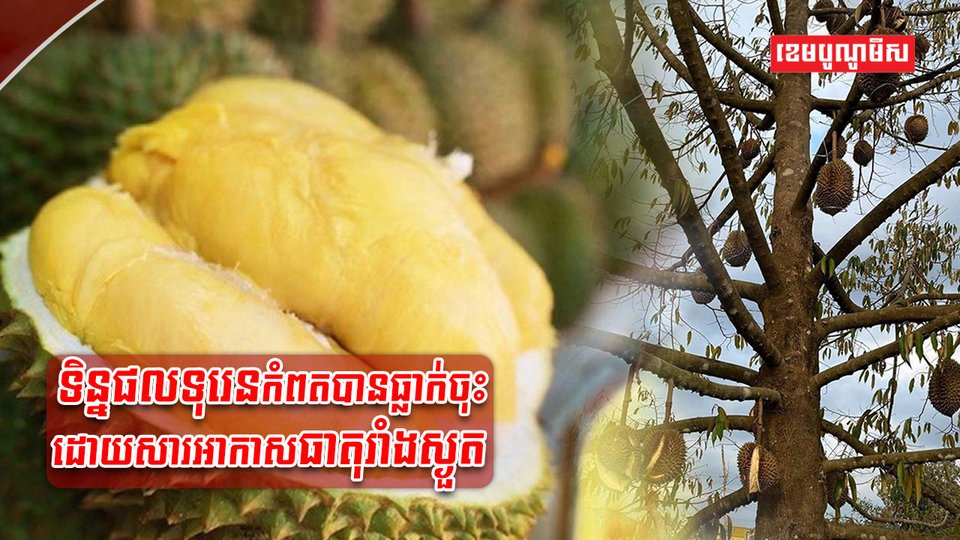 ទុរេនកំពត